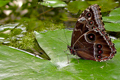 Natur, Schmetterlingshaus, Luisenpark Mannheim