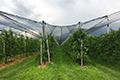 Südtirol, Obstplantage